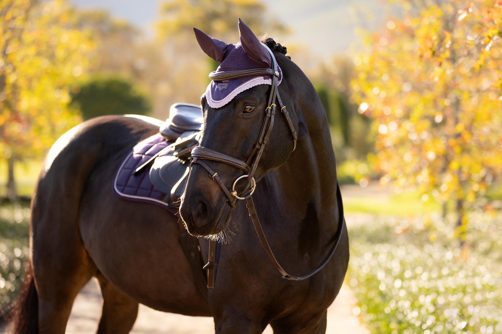LeMieux Loire Fly Hood Juniper on Horse: Purple Fly Mask, Ear Protection, Show Ready. Equiflair Equestrian Tack.