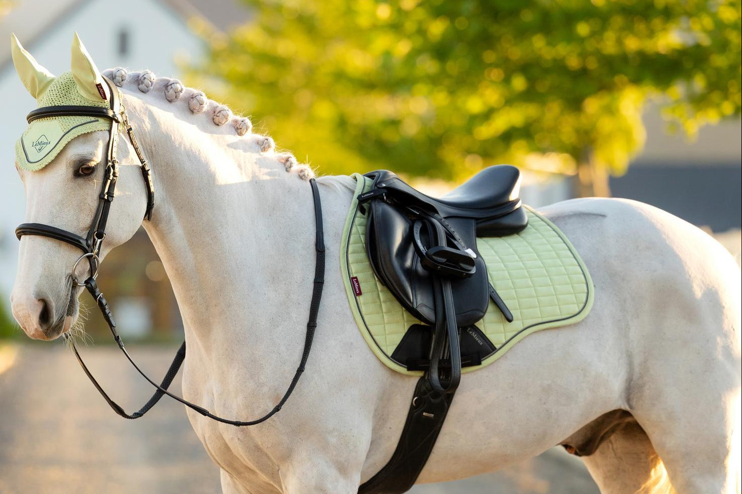 LEMIEUX Suede GP Square Saddle Pad Macaron on White Horse | Equiflair Equestrian