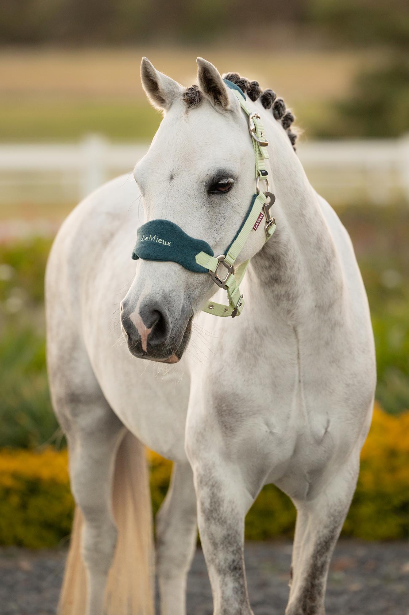 LeMieux Mini Vogue Headcollar & Leadrope Macaron | Equiflair