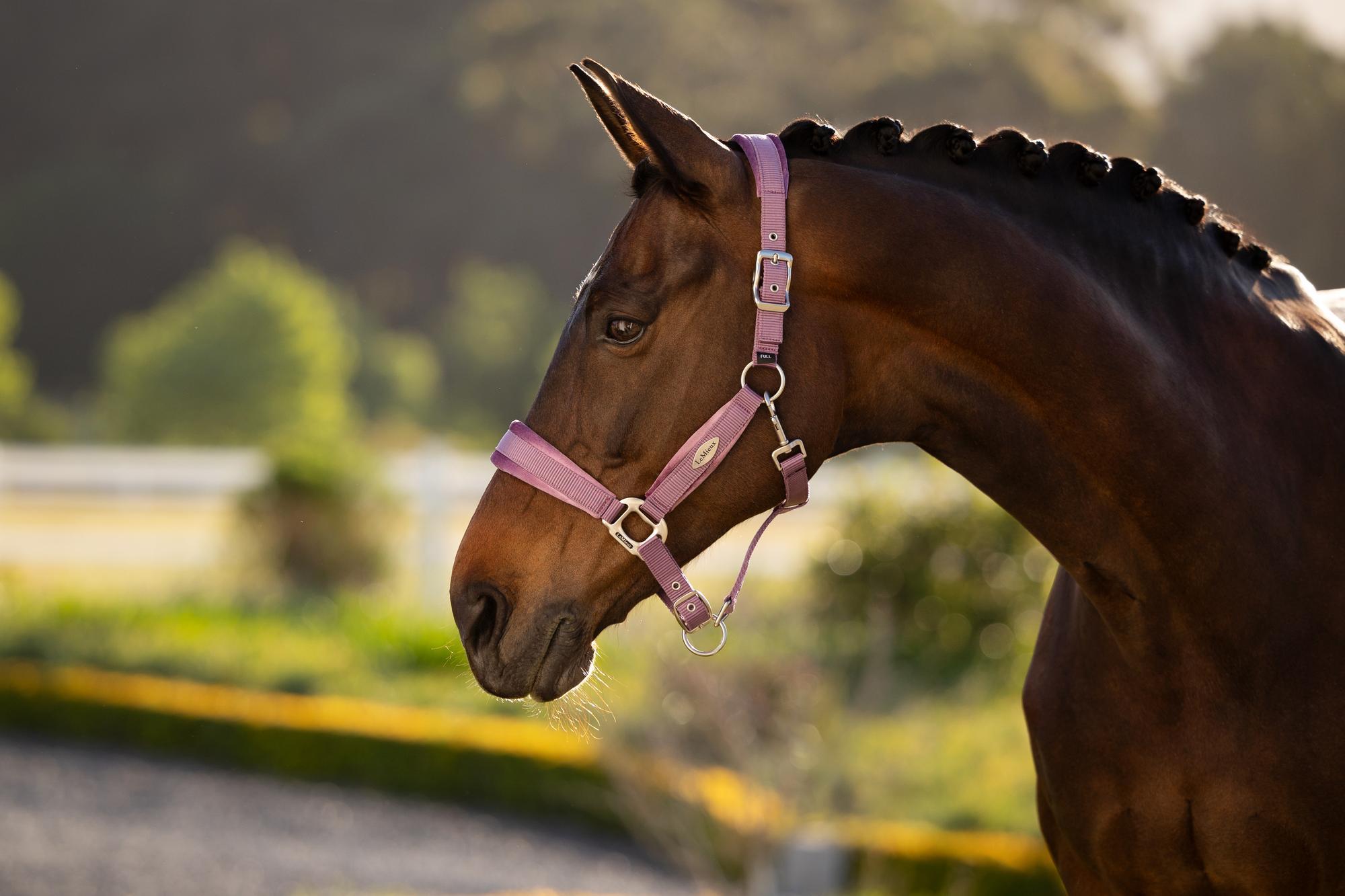 LeMieux Versailles Headcollar Mallow