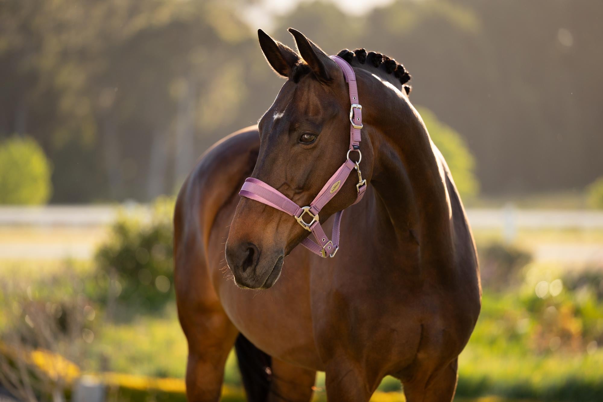 LeMieux Versailles Headcollar Mallow