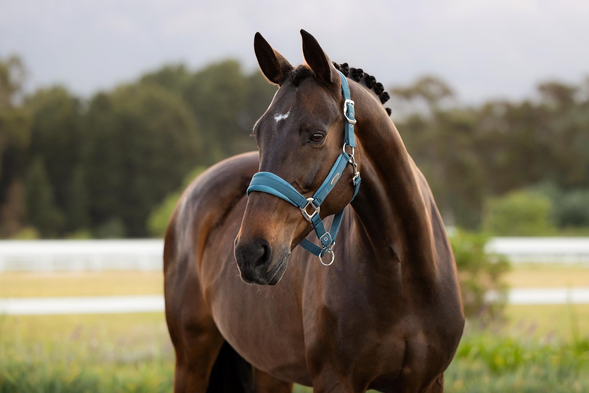 LeMieux Versailles Headcollar Jungle