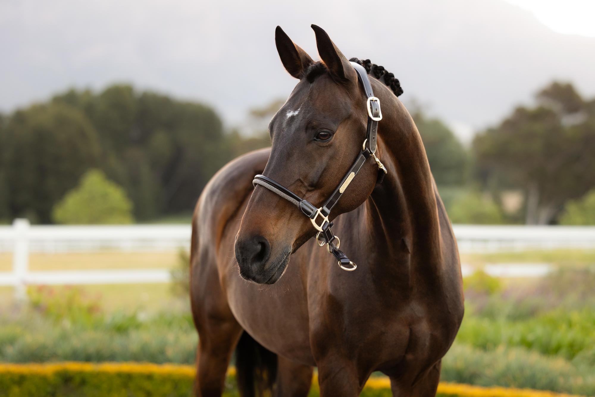 LeMieux Rope Control Headcollar Pecan