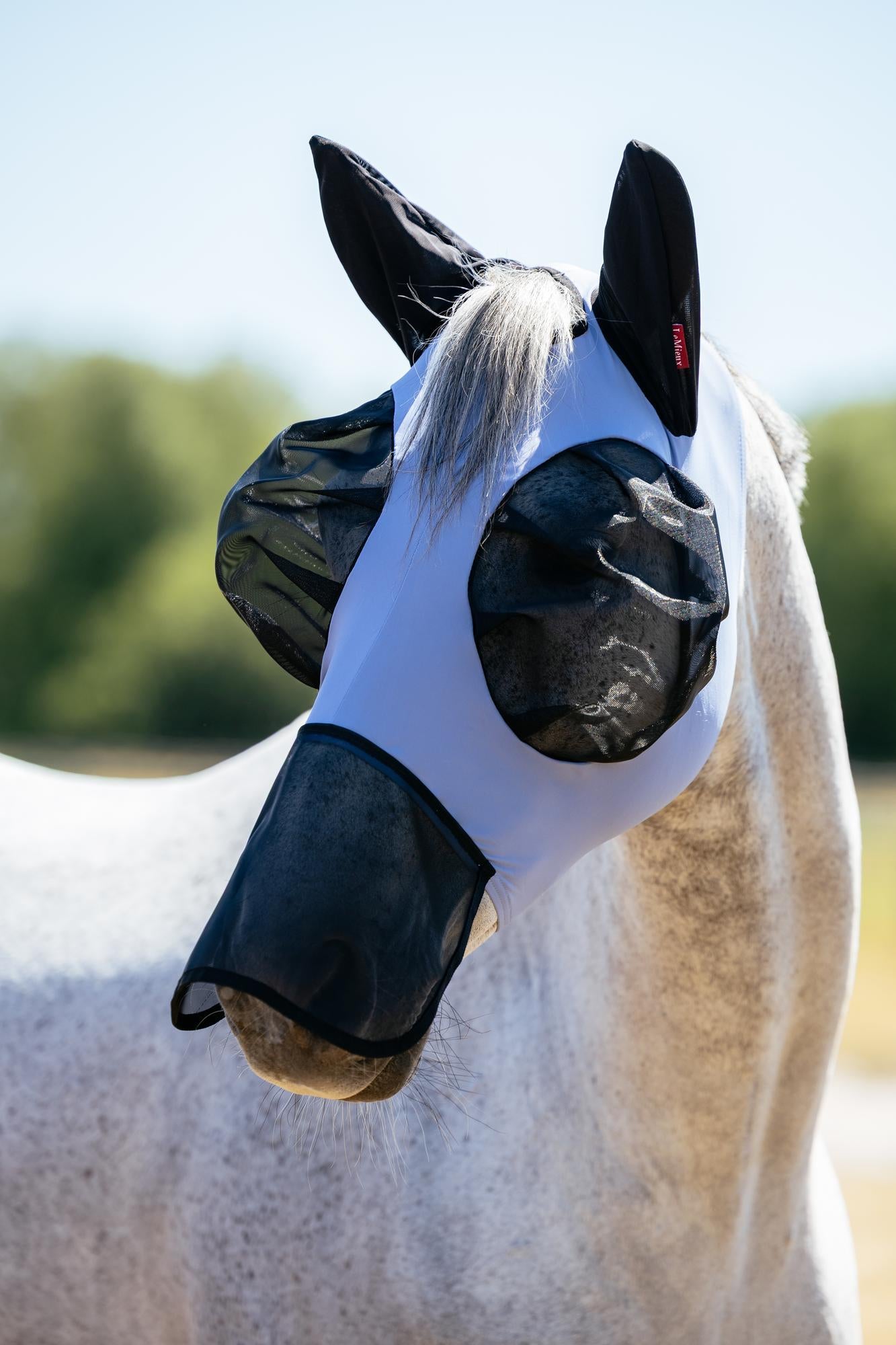 Horse wearing LeMieux Bug Relief fly mask Powder Blue summer protection