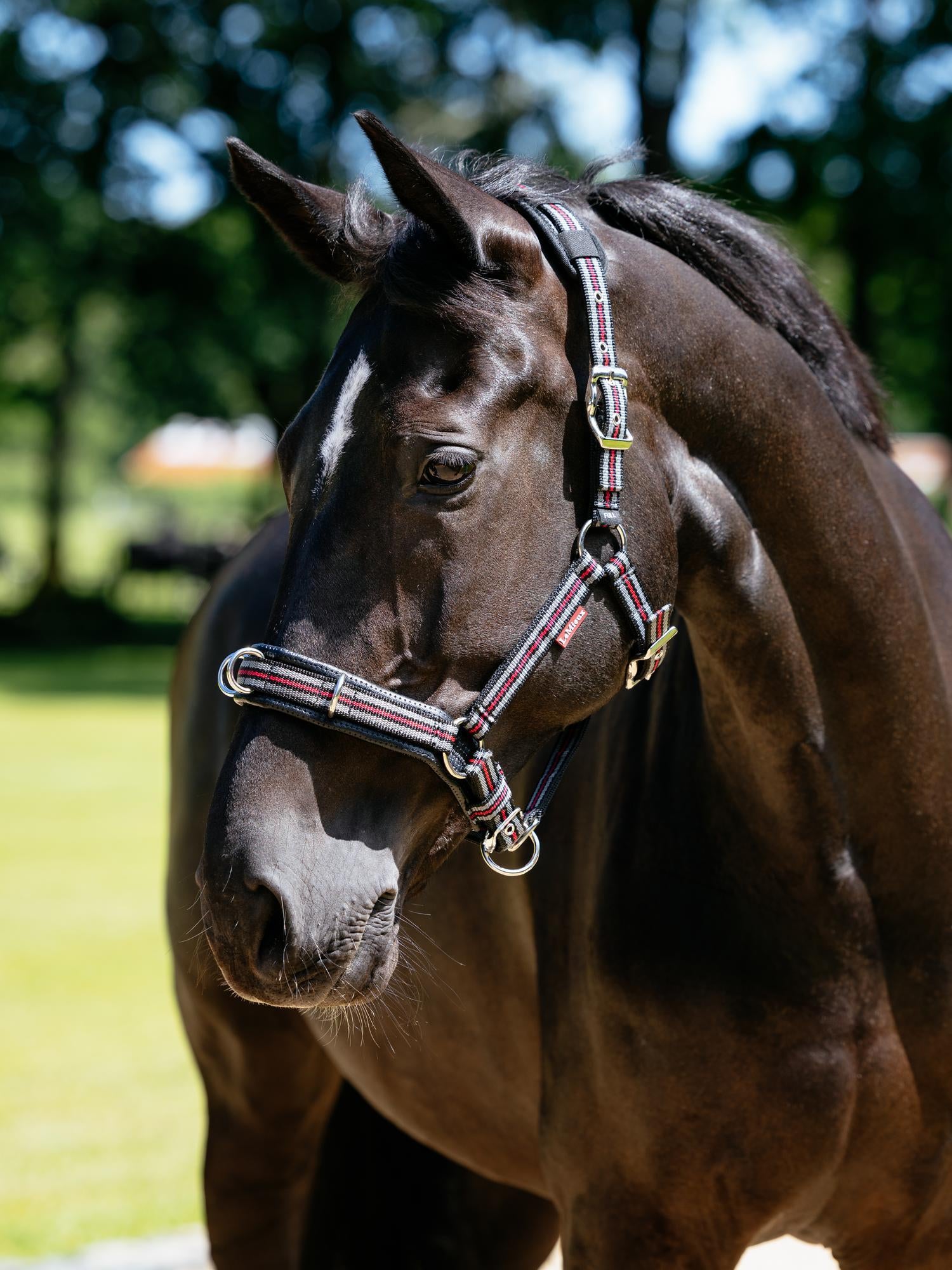 LeMieux Cavesson Lunge Headcollar Black on a dark bay horse, ideal for equestrian training.