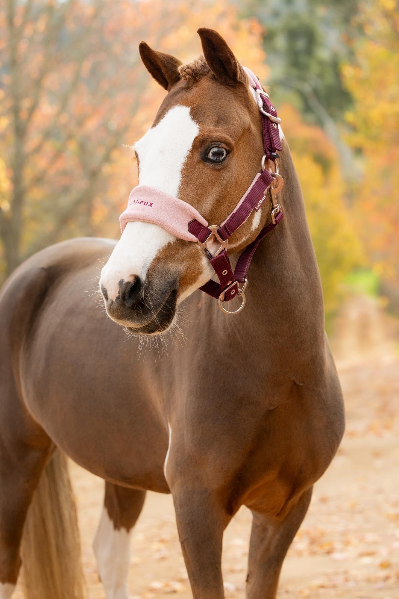 LeMieux Vogue Headcollar & Leadrope Blackberry