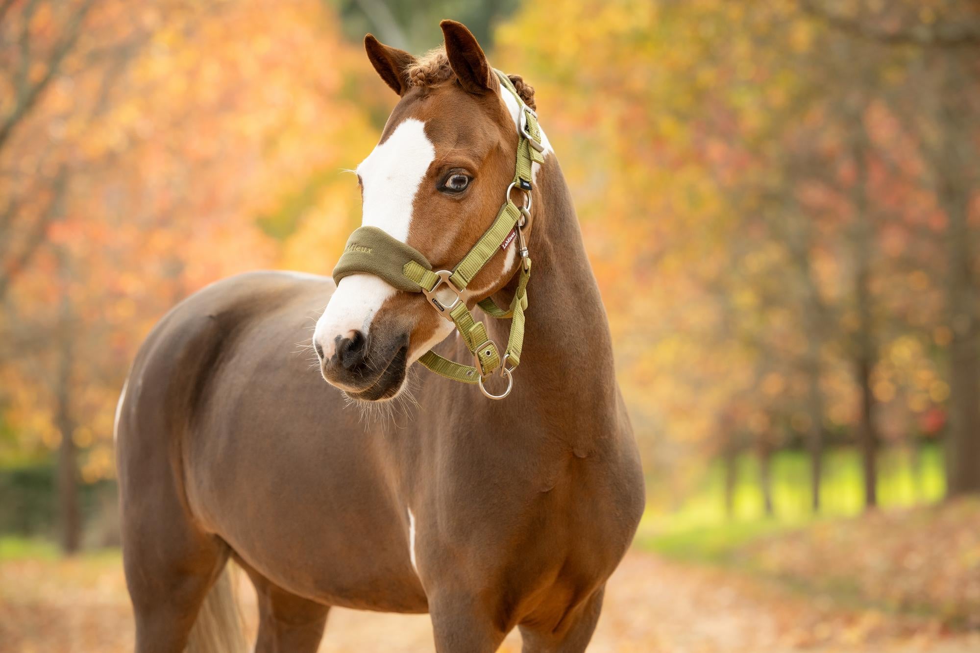 LeMieux Vogue Headcollar & Leadrope Gooseberry