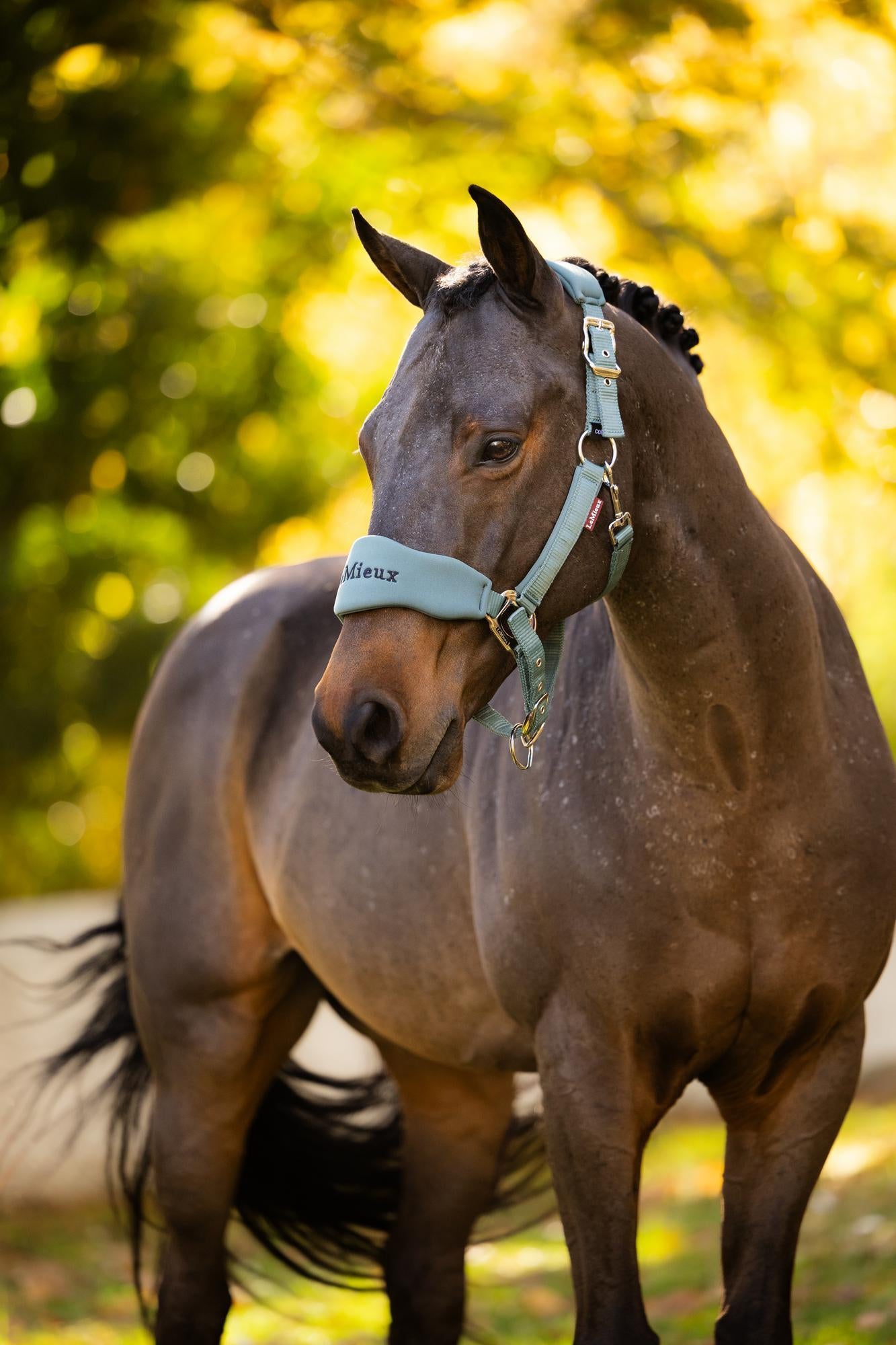 LeMieux Breakaway Vogue Headcollar & Leadrope Aloe