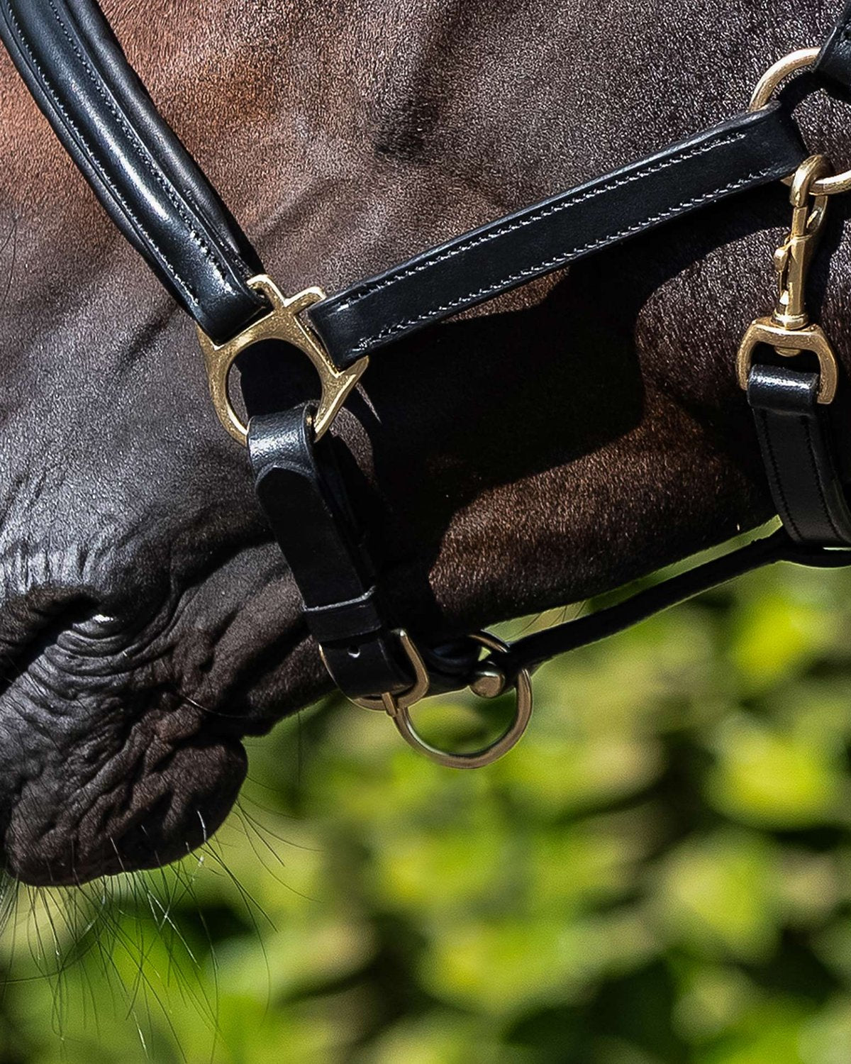 Premier Equine Rego Padded Leather Headcollar Black - Premium Horse Halter with Brass Fittings