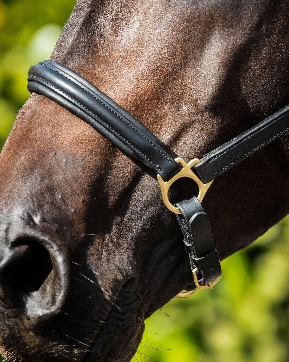 Horse Wearing Black Padded Leather Head Collar: Comfortable Equine Halter