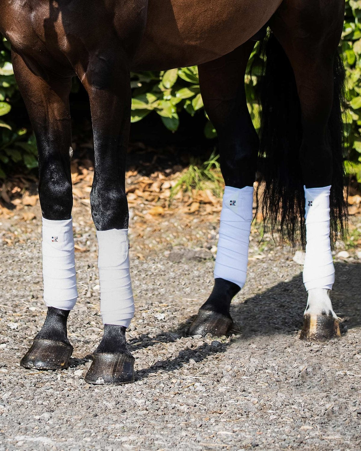 Horse legs wrapped in white Premier Equine polo fleece bandages for equine leg support and protection.