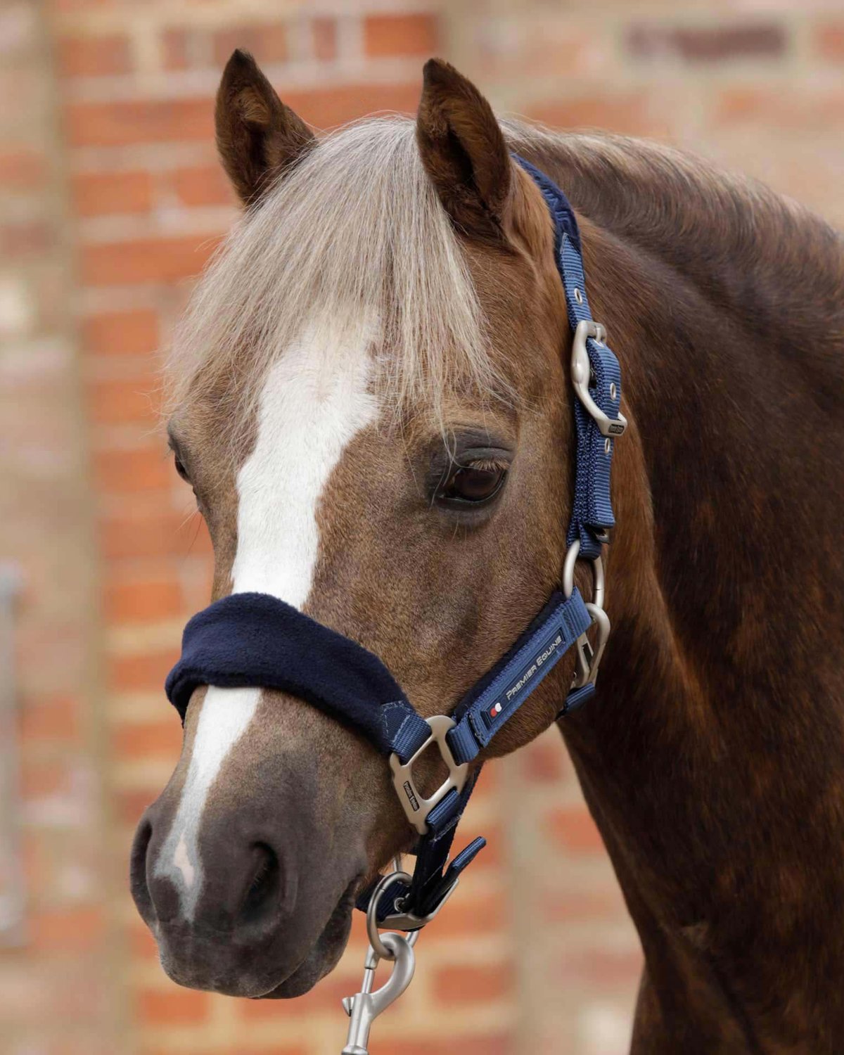 Premier Equine Fleece Padded Head Collar Navy