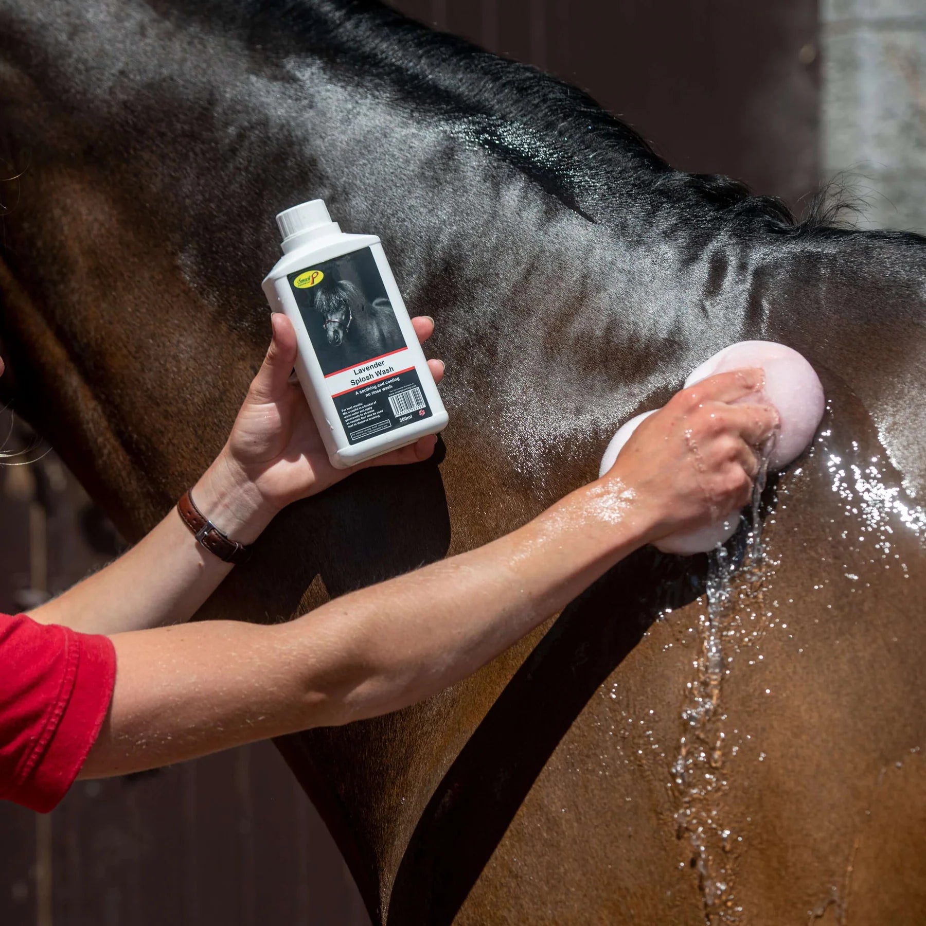 Washing a horse with Smart Grooming Lavender Splosh Wash. Equiflair.