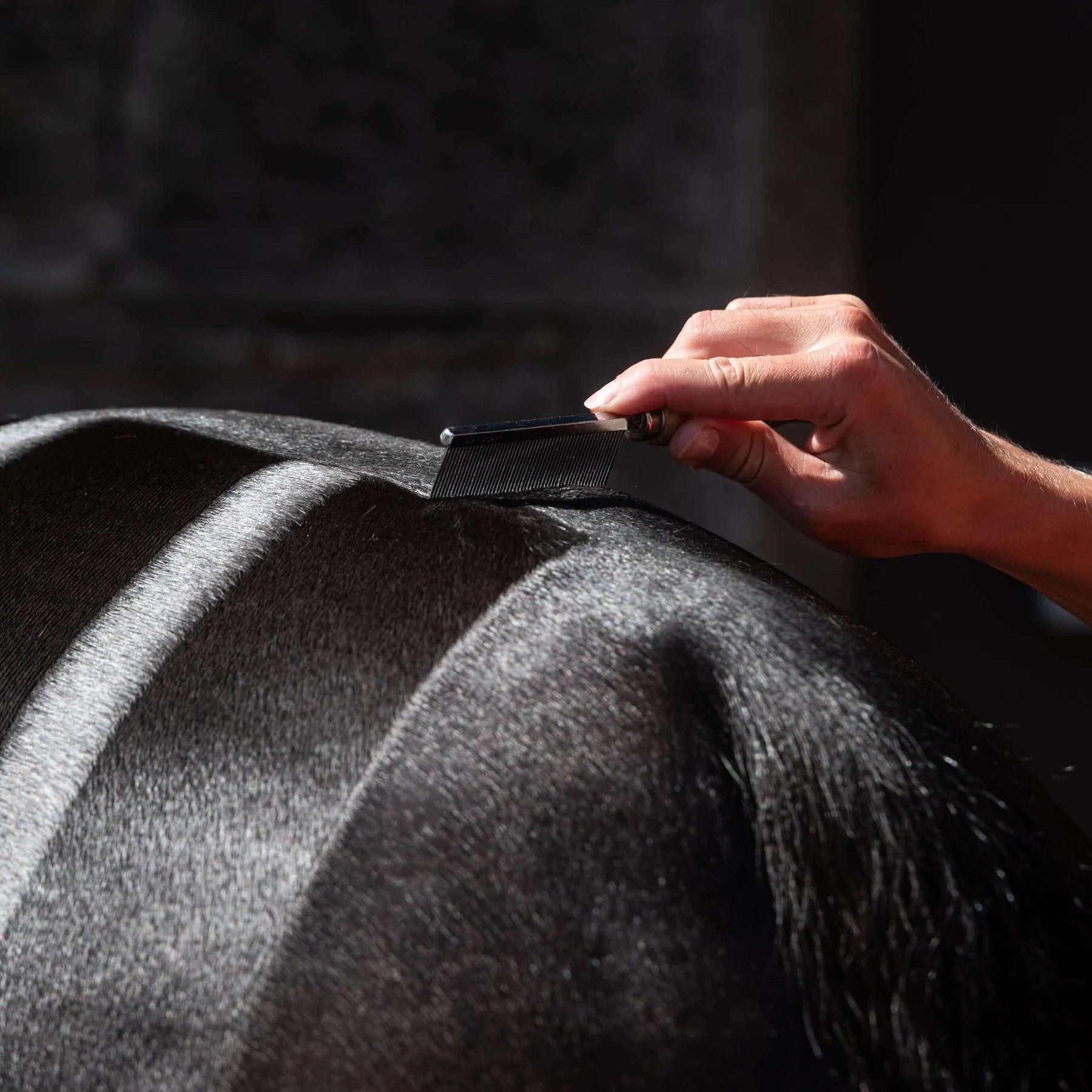 Grooming a horse with a Smart Grooming Hunter Mark Comb - Equine Coat Care