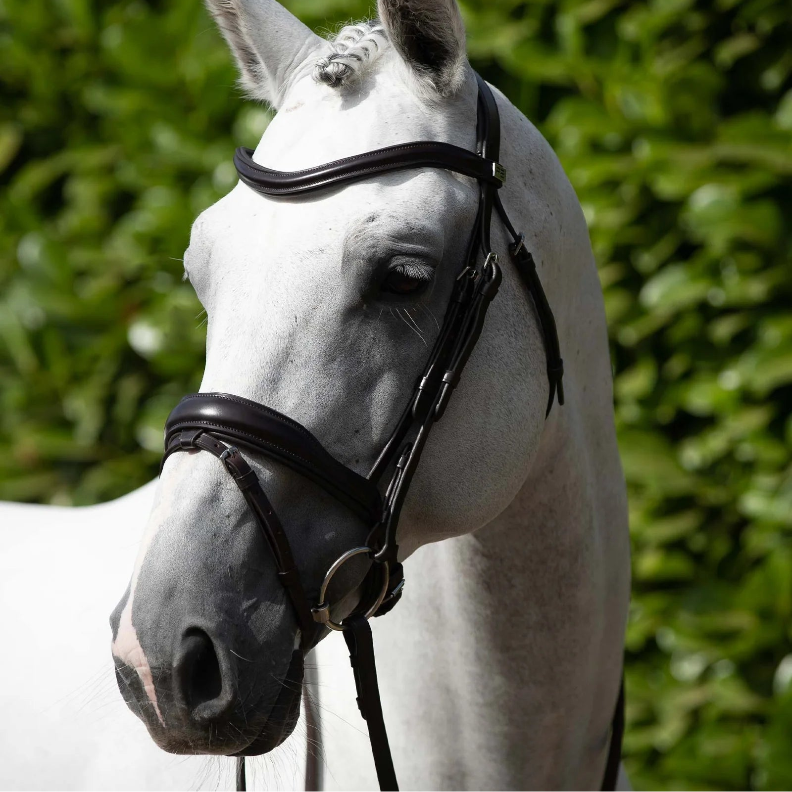 Gray Horse with Premier Equine Rizzo Anatomic Snaffle Bridle - Brown Leather Horse Headgear