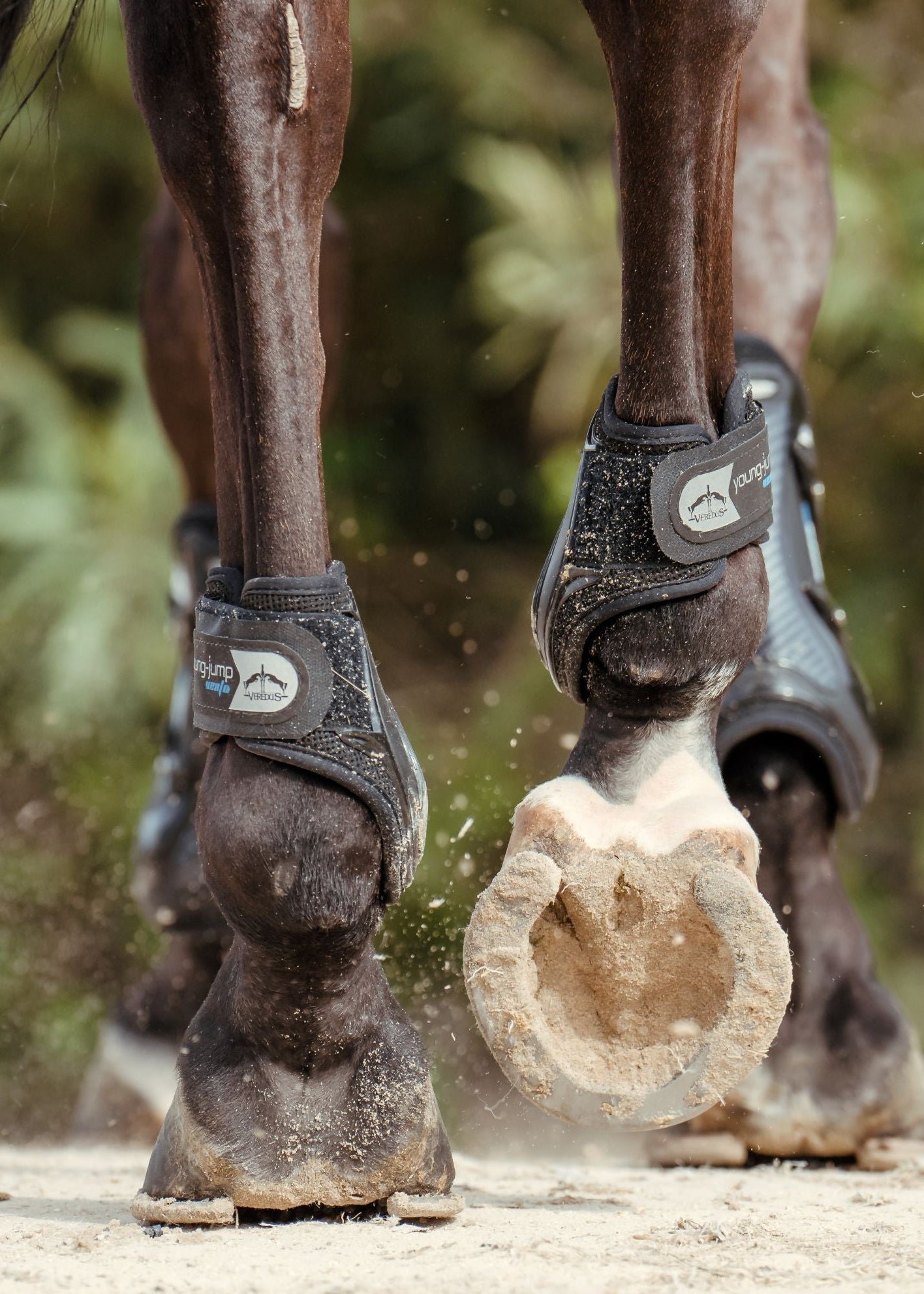 Veredus Young Jump Vento Fetlock Boots Brown | Equiflair
