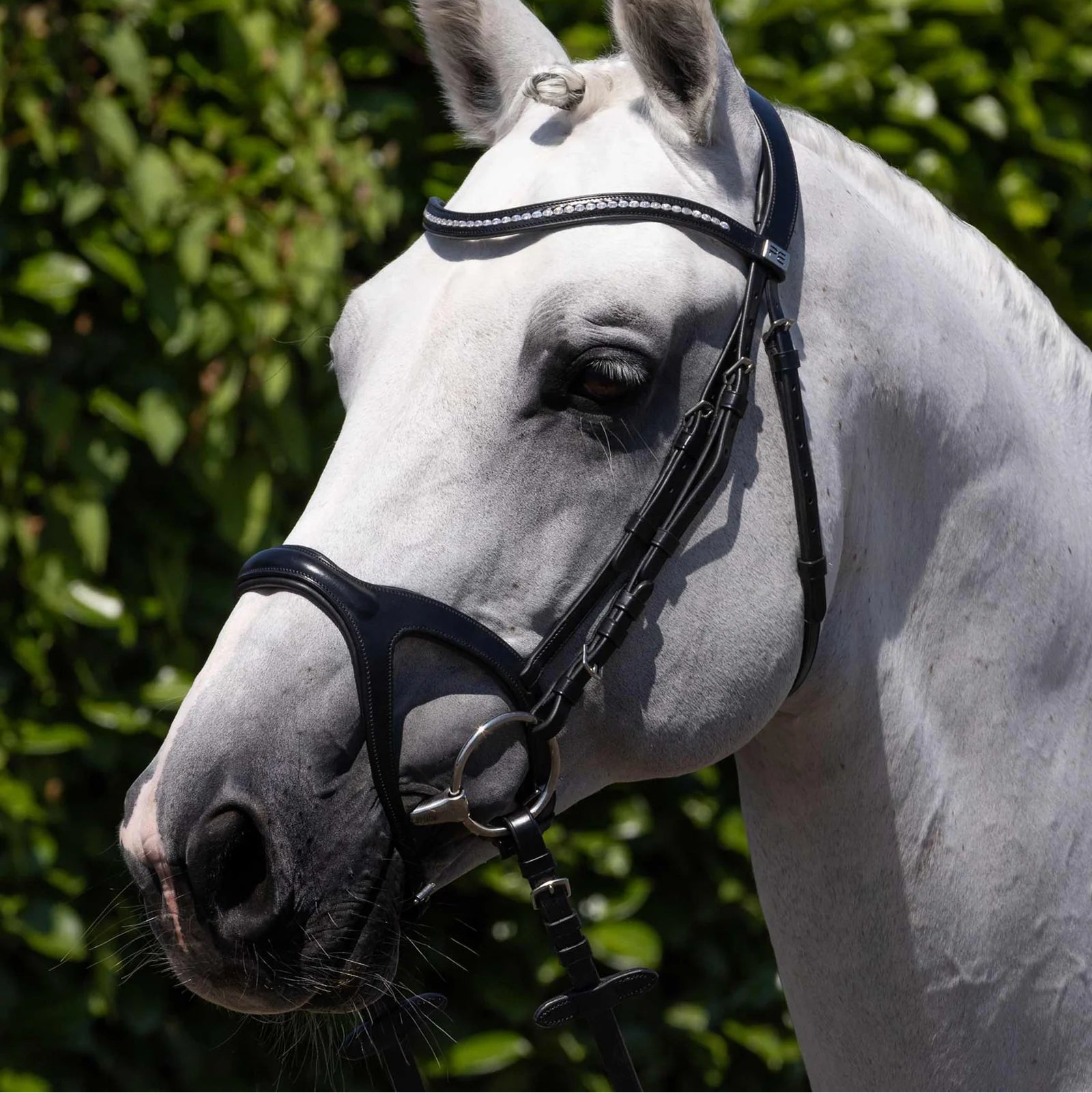 White Horse wearing Premier Equine San Paolo Anatomical Bridle Black Italian Leather. Stylish Equestrian Equipment.