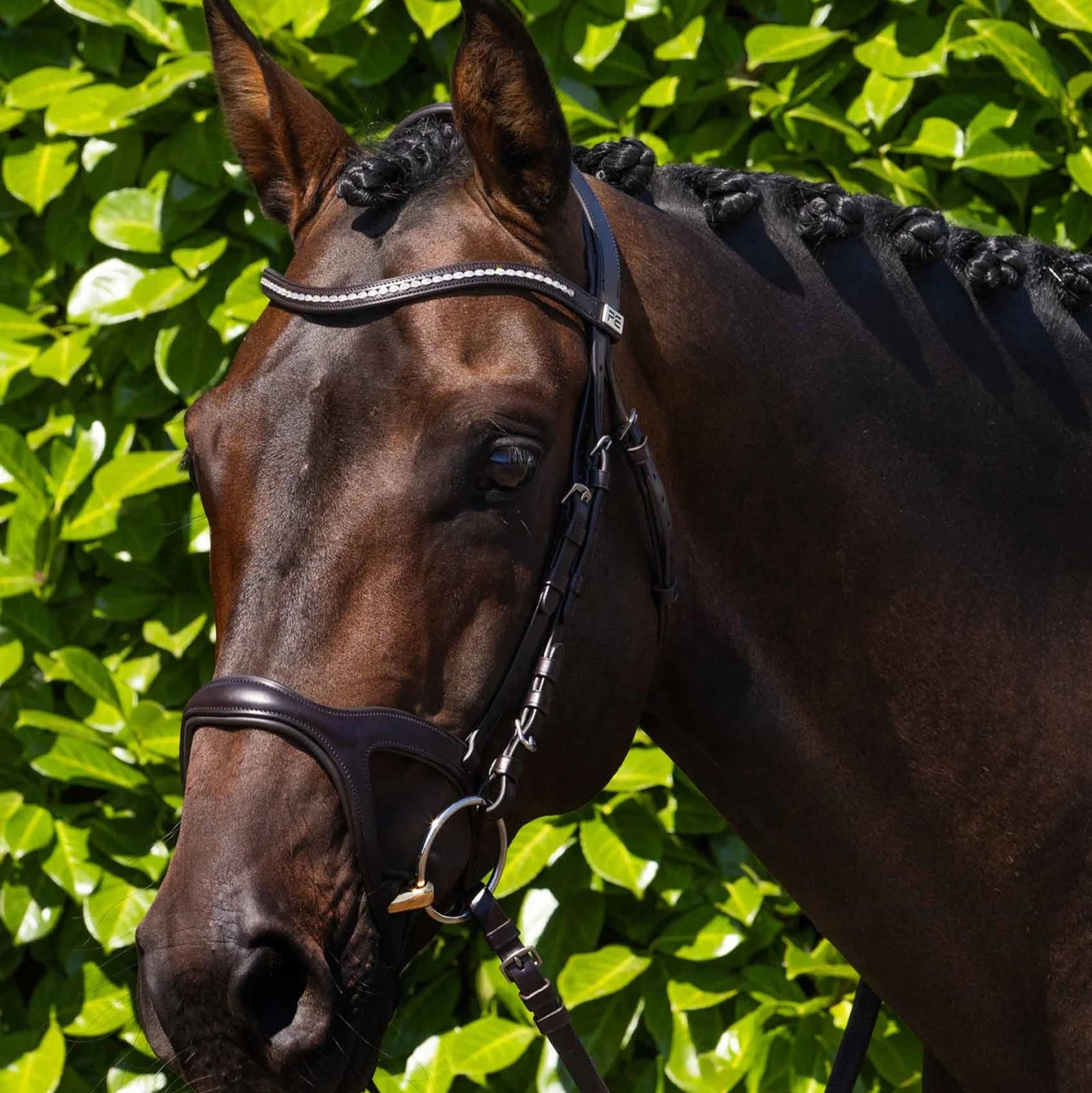 Premier Equine Brown Horse Bridle: Italian Leather, Anatomical Design, Equestrian Tack
