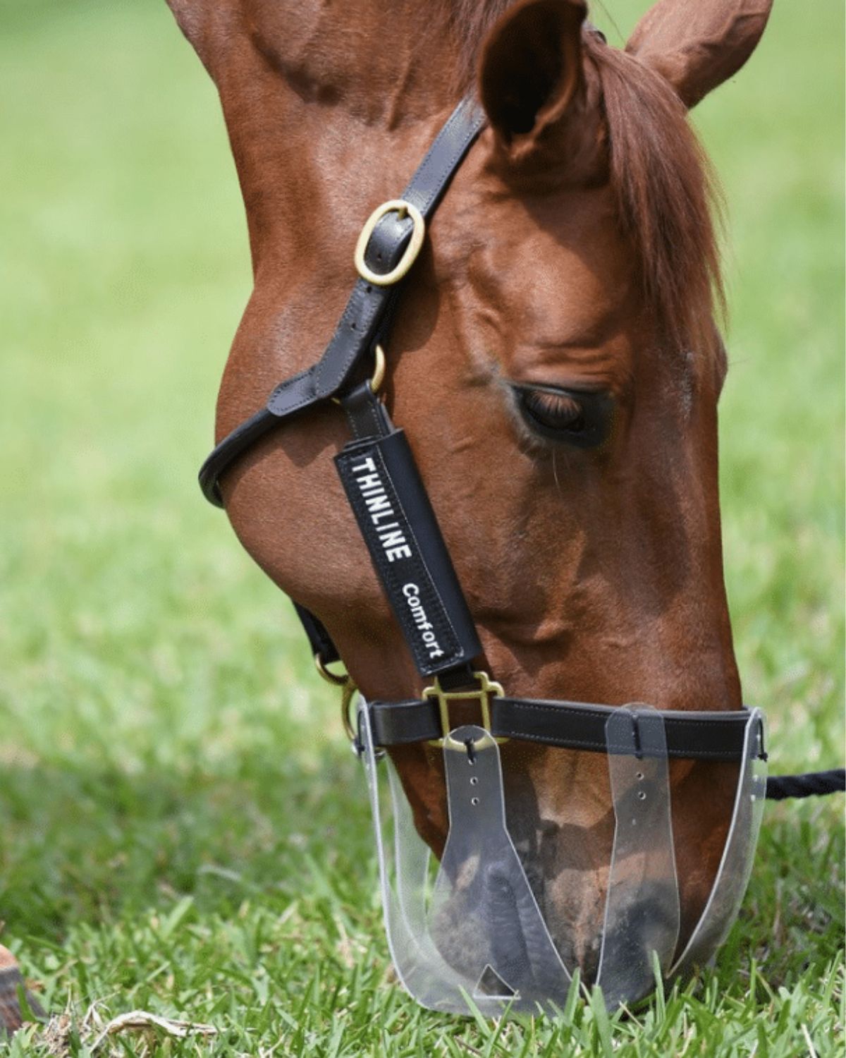 Brown Horse Wearing Thinline Flexible Grazing Muzzle - Medium