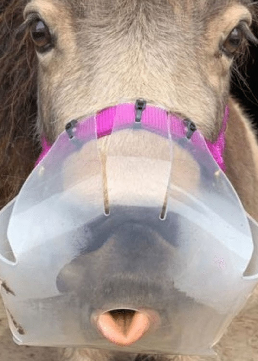 ThinLine Flexible Filly Grazing Muzzle: Horse wearing a Clear Muzzle - Medium
