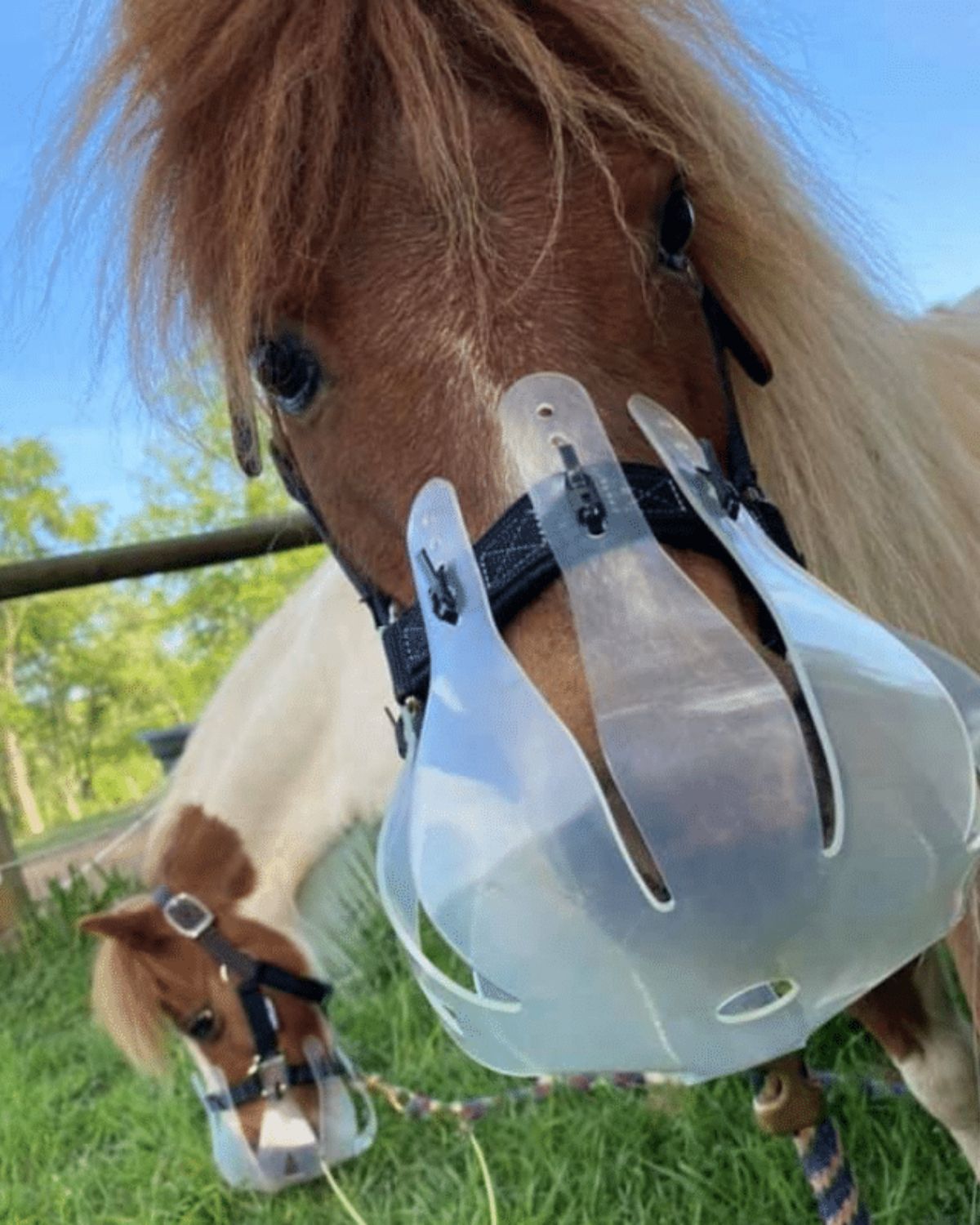 Ponies wearing ThinLine Flexible Filly Grazing Muzzles in pasture. Equiflair product. - Large