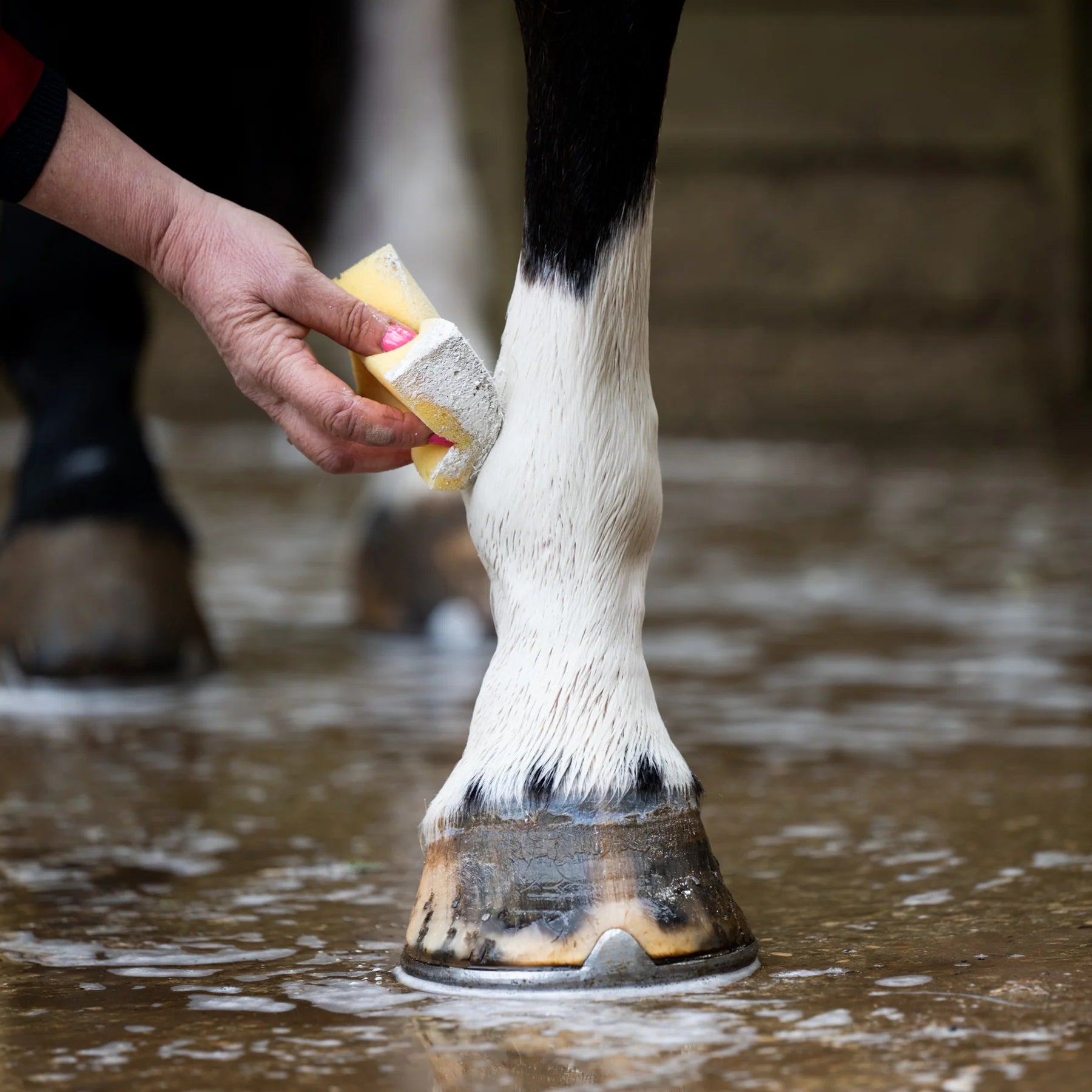 Smart Grooming Leg Whitener: Washing a Horse's Leg with Whitening Powder & Sponge. Horse grooming product for bright white legs.