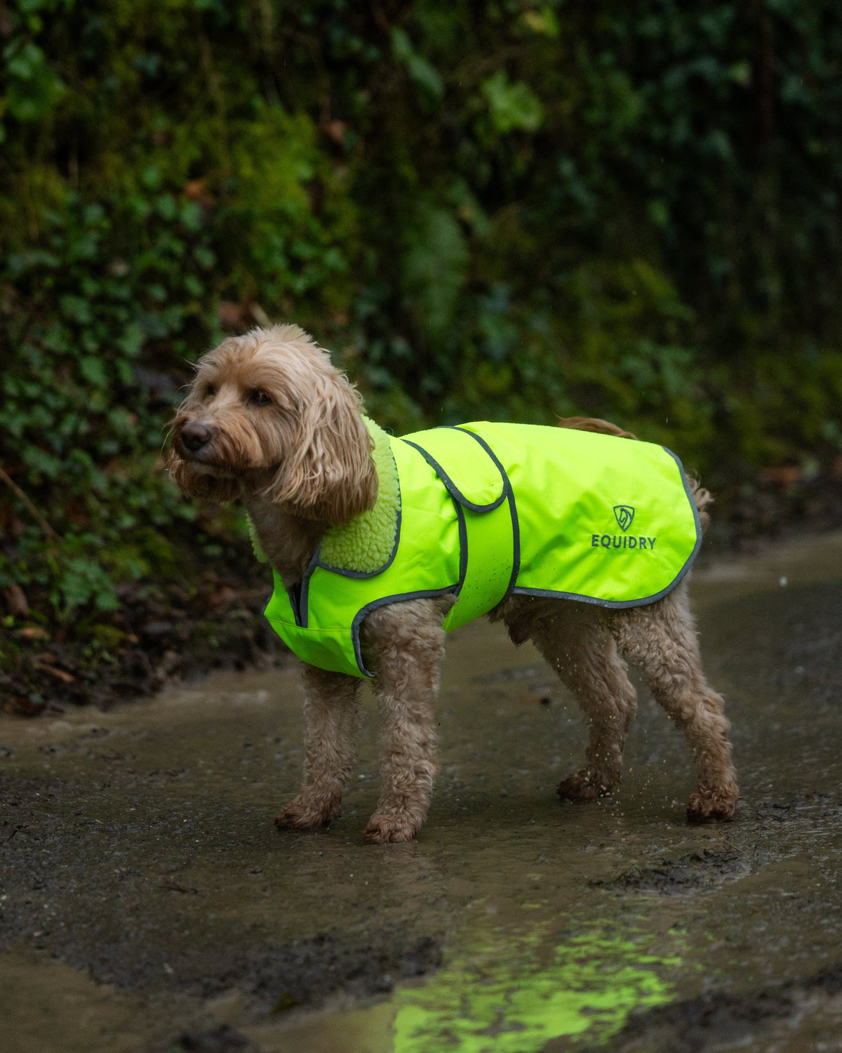 Equidry Waterproof Hi-Vis Dog Coat Yellow - Keep Your Dog Dry and Visible