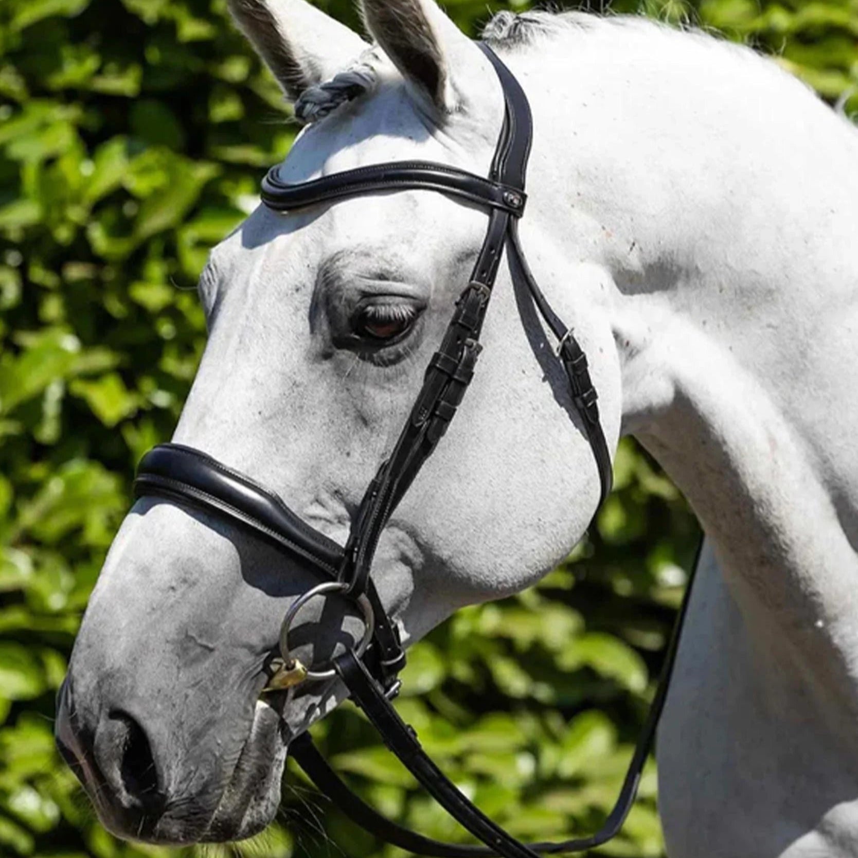 Premier Equine Verdura Anatomic Snaffle Bridle Black: Italian Leather Horse Bridle, Padded Headpiece, Ergonomic Design