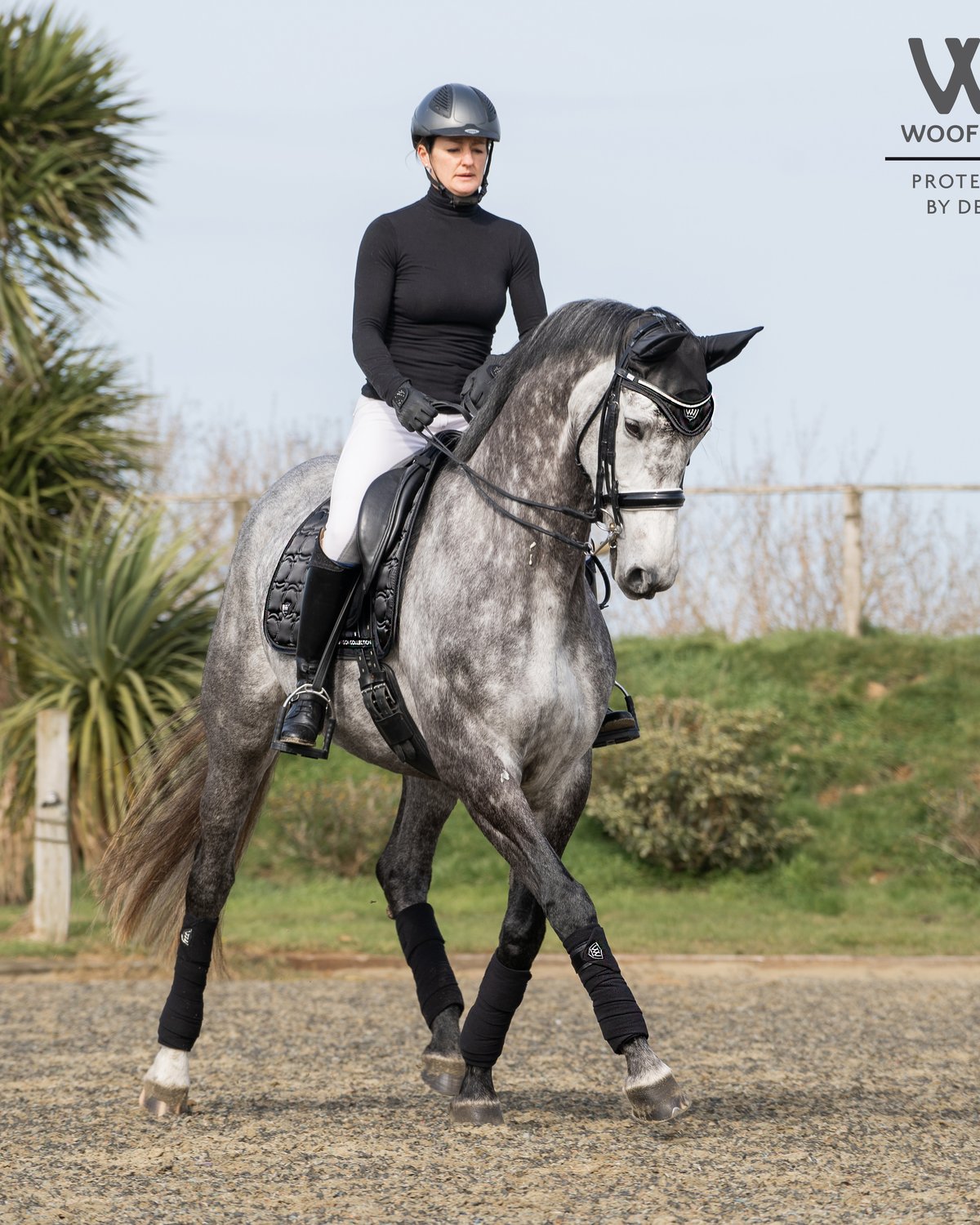 Equestrian Horse Riding: Woof Wear Vision Polo Bandages in Black. Premium equine leg protection for dressage, jumping.