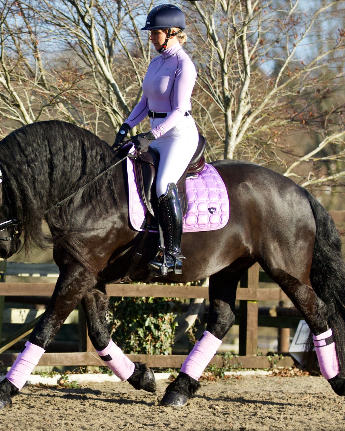 Equestrian: Horse with Woof Wear Vision Polo Bandages in Lilac. Friesian horse with rider. Stylish horse bandages and gear.