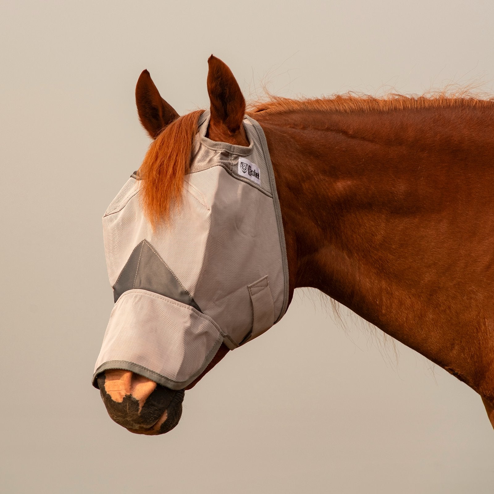 Horse wearing Cashel Crusader Fly Mask Arab Long Nose. Protective fly mask for horses, prevents flies, blocks UV rays.