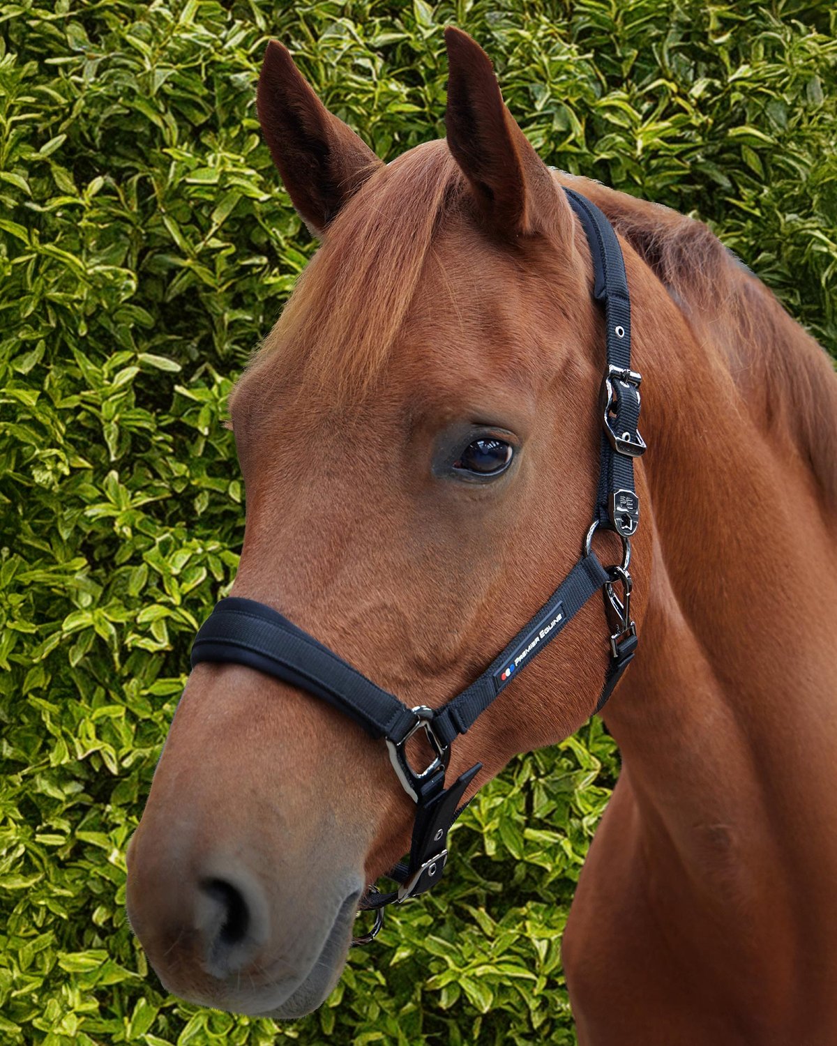 Premier Equine Corda Padded Head Collar with Lead Rope Black