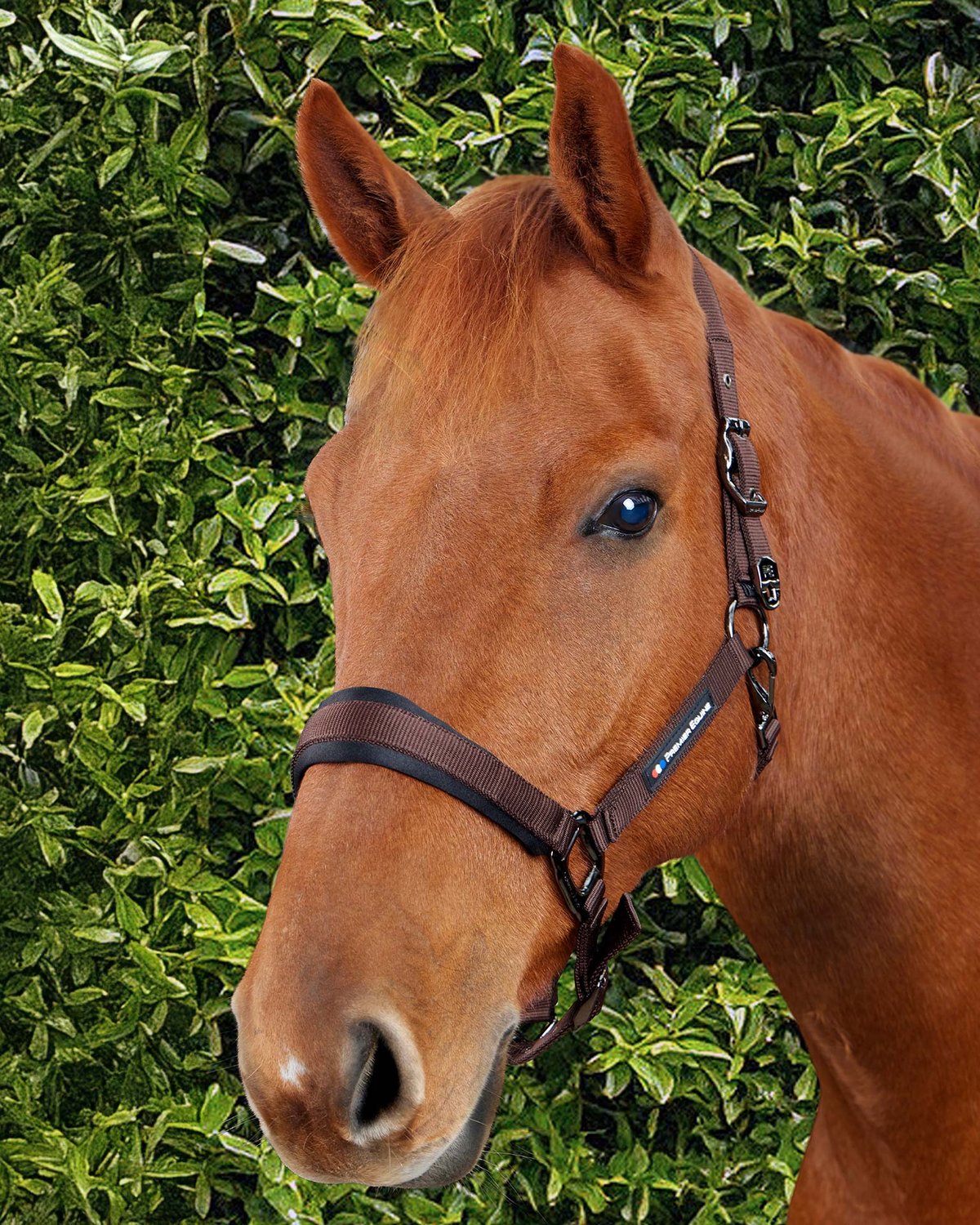 Premier Equine Corda Padded Head Collar with Lead Rope Brown