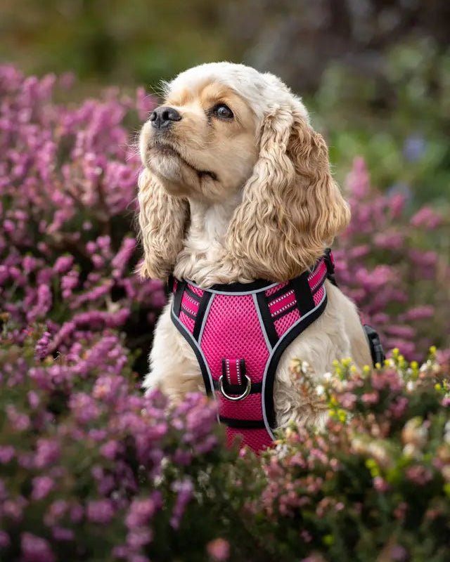 LeMieux Winchester Dog Harness Watermelon | Equiflair