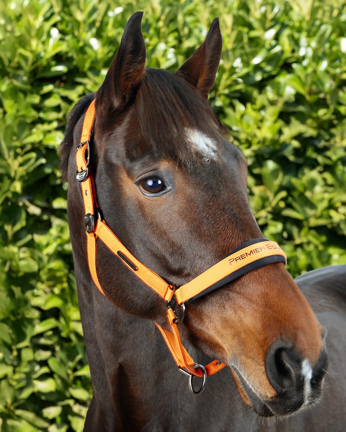 Premier Equine Duco Padded Head Collar with Lead Rope Orange