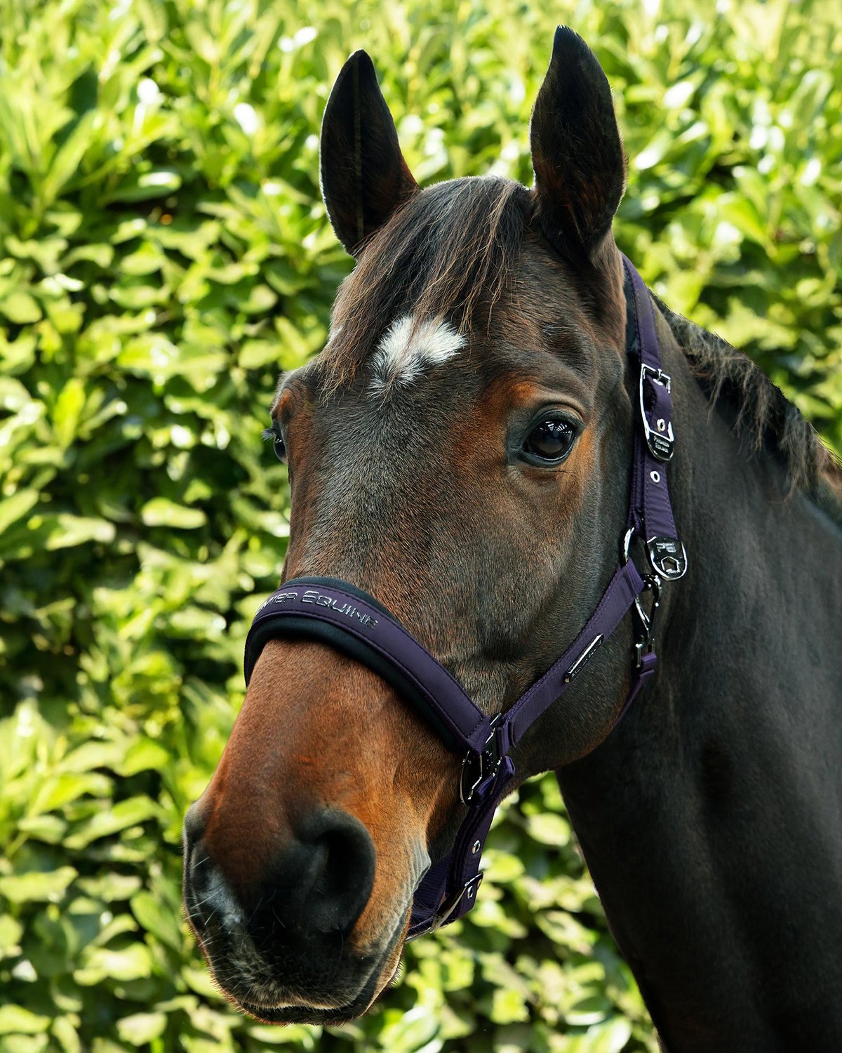 Premier Equine Duco Padded Head Collar with Lead Rope Grape