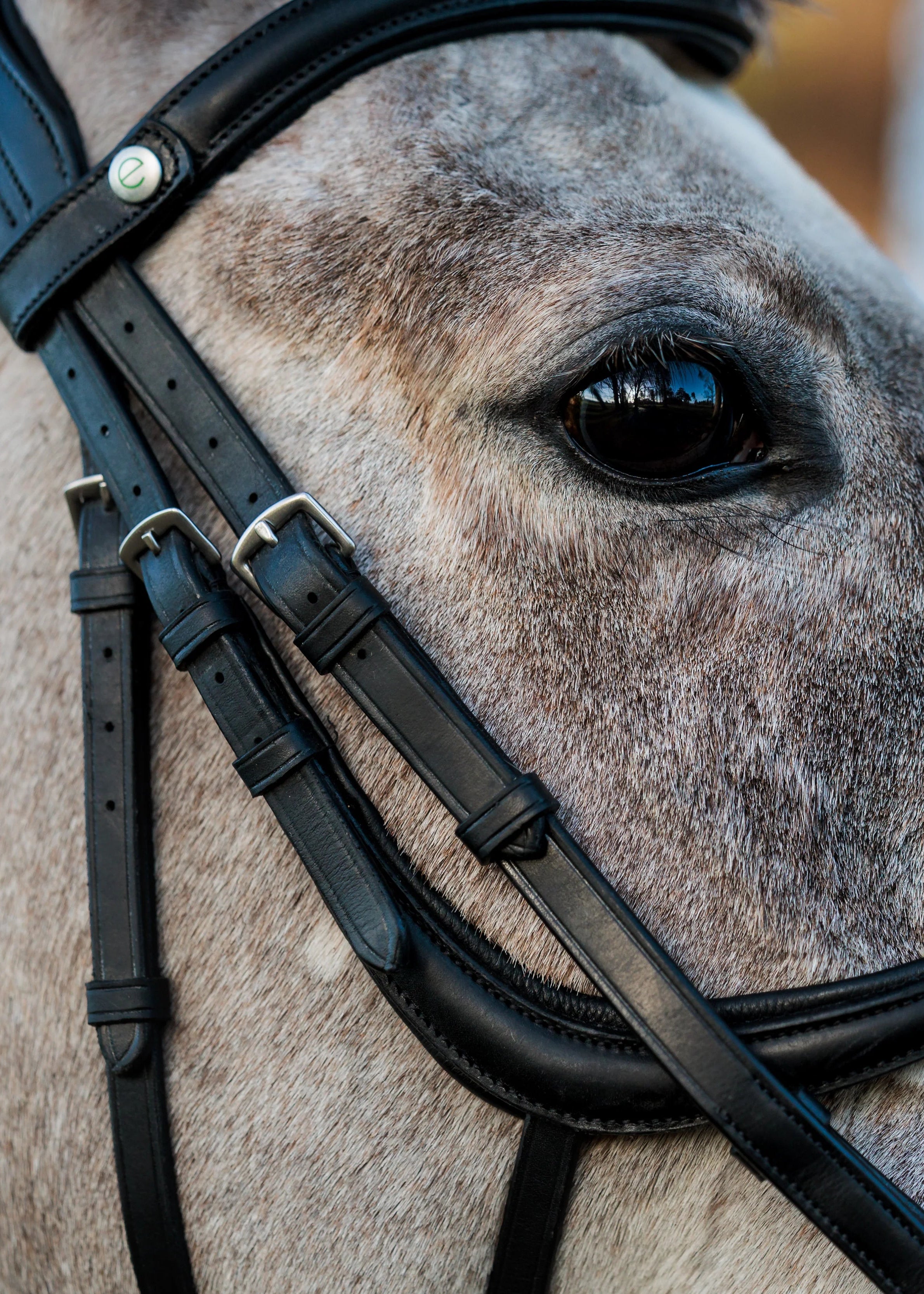 EcoRider SeamFree Grackle Bridle Brown | Equiflair