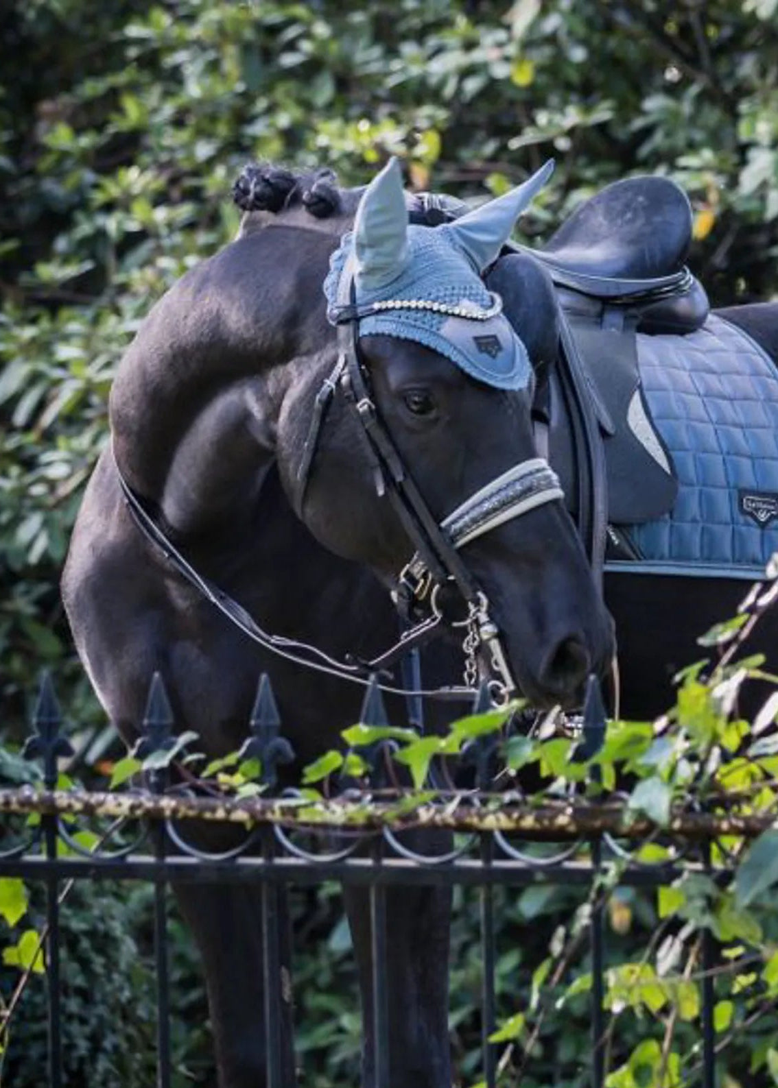 Lemieux Spectrum Ice Blue Fly Hood on a Beautiful Black Horse - Equestrian Elegance
