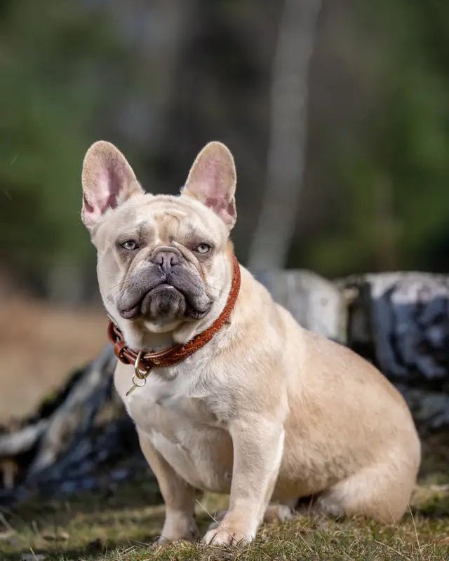 LeMieux Oxford Dog Collar Tan | Equiflair