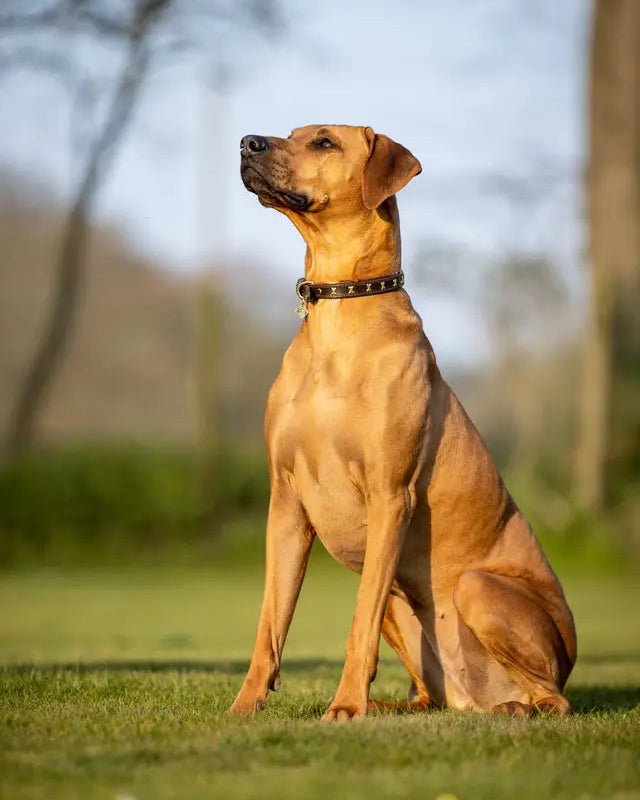 LeMieux Chelsea Dog Collar Mahogany | Equiflair