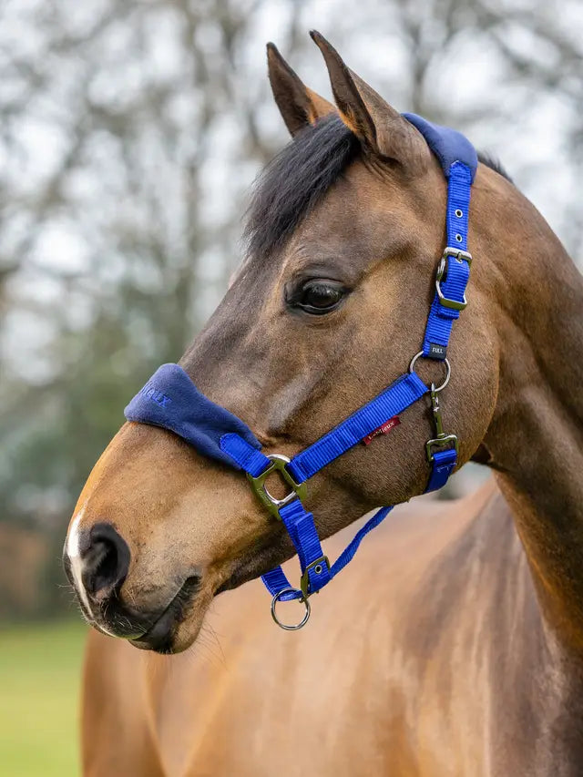 LeMieux Vogue Horse Headcollar - Royal Blue - Fleece Padded - Adjustable