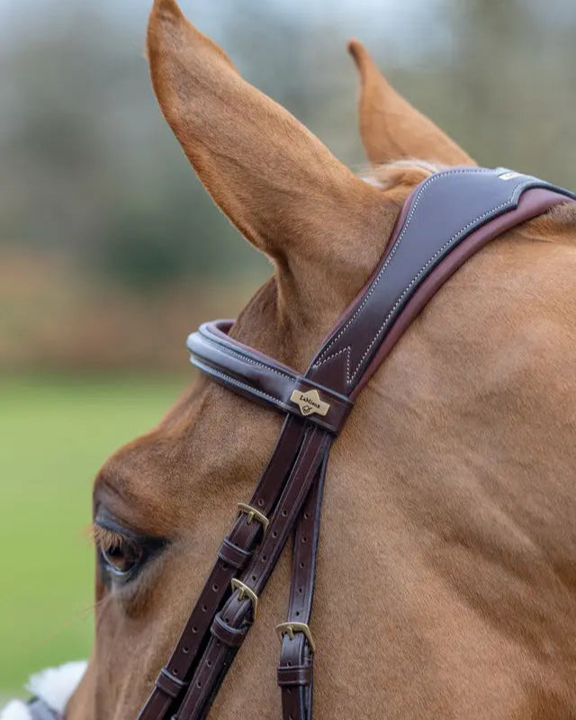 Lemieux Grackle Bridle Havana Horse: Close-up View of Equestrian Tack
