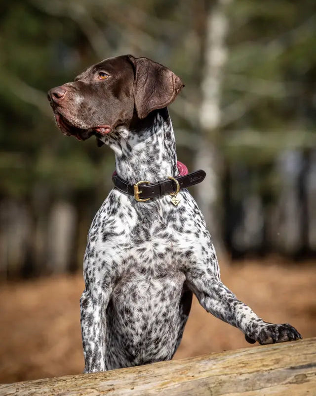 Pointer dog wearing a LEMIEUX ASCOT ROPE DOG COLLAR BURGUNDY. Quality leather & flexible rope dog collar.