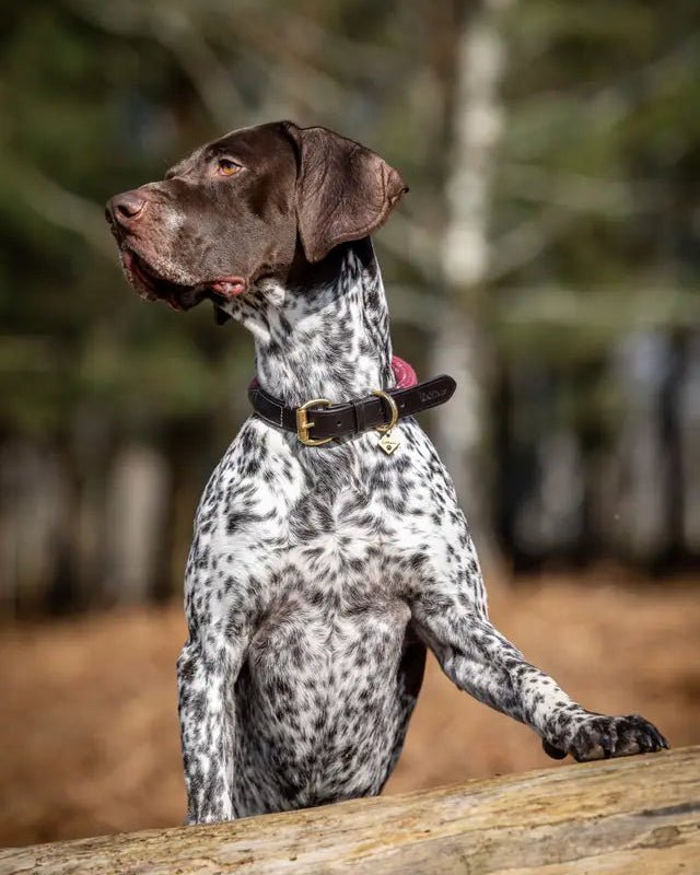LeMieux Ascot Rope Dog Collar Burgundy | Equiflair