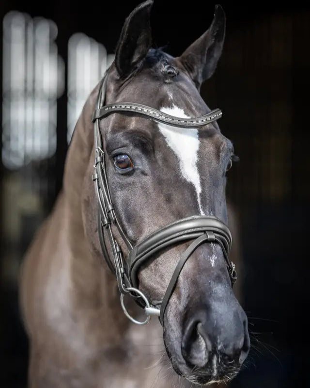 Lemieux Arika Dressage Bridle Black/Silver on a Horse: Close-up of Leather Bridle with Crystal Browband & Silver Fittings