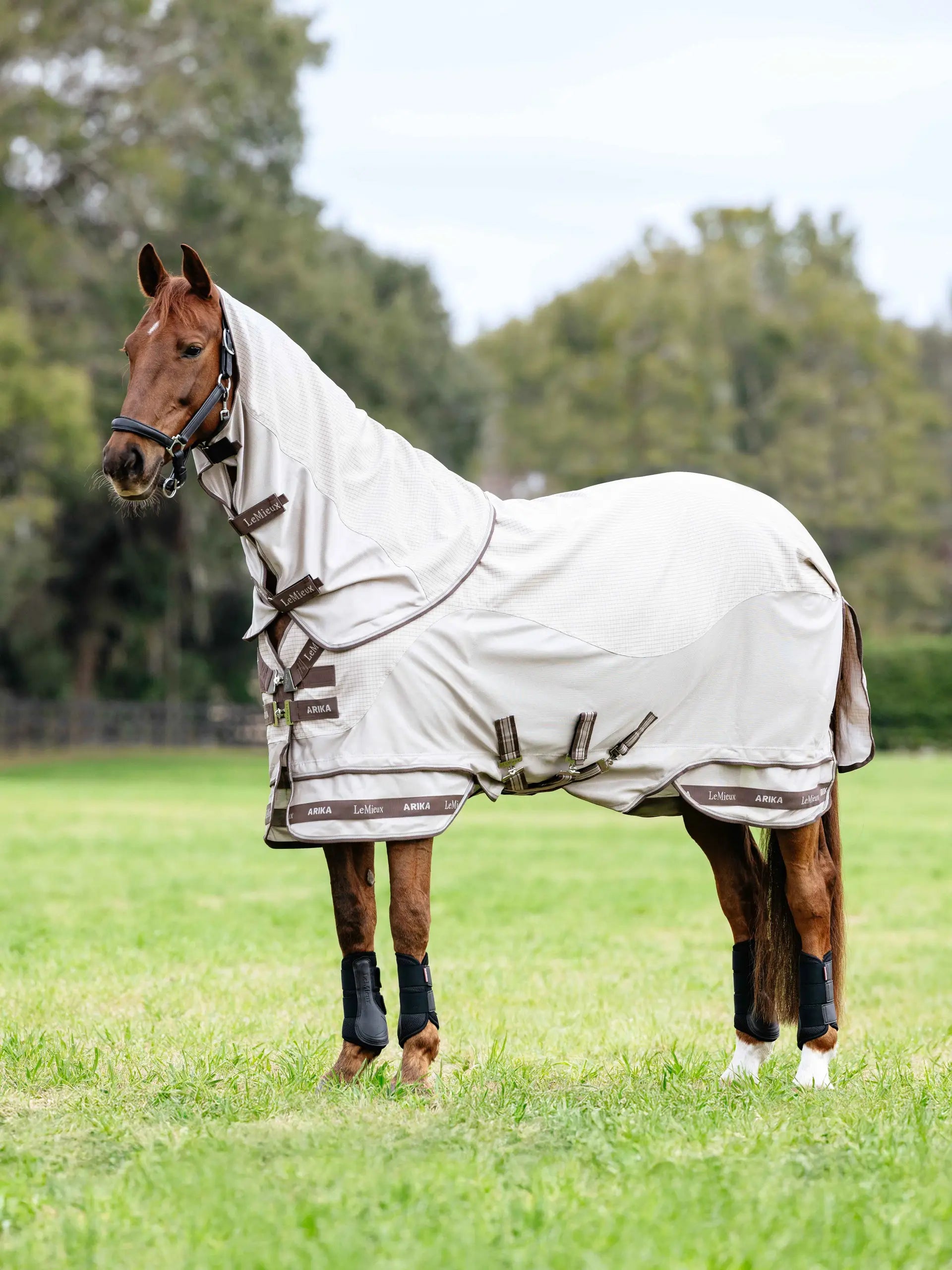 Chestnut Horse in LeMieux Arika Sunstopper Sheet Stone: Lightweight, UV Protection, and Breathable Insect Protection.
