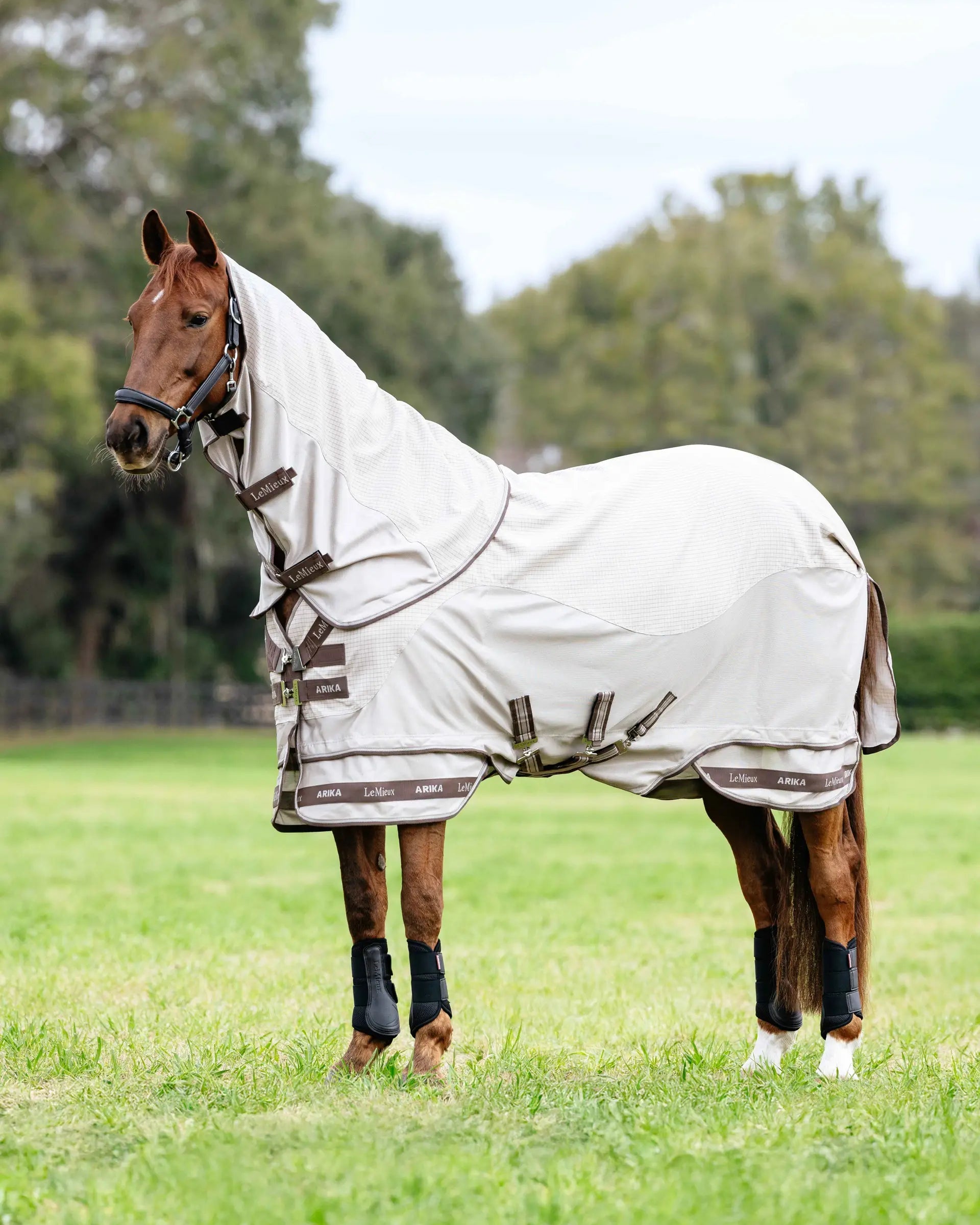 Chestnut Horse in LeMieux Arika Sunstopper Sheet Stone: Lightweight, UV Protection, and Breathable Insect Protection. -…
