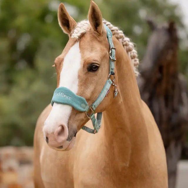 LEMIEUX Vogue Lagoon Headcollar & Leadrope for Horses - Equiflair Store