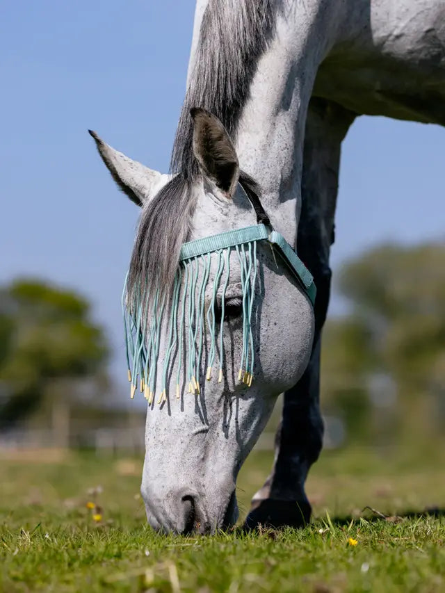 Gray Horse Wearing a LeMieux Aqua Fly Fringe Eating Grass - Equine Fly Protection