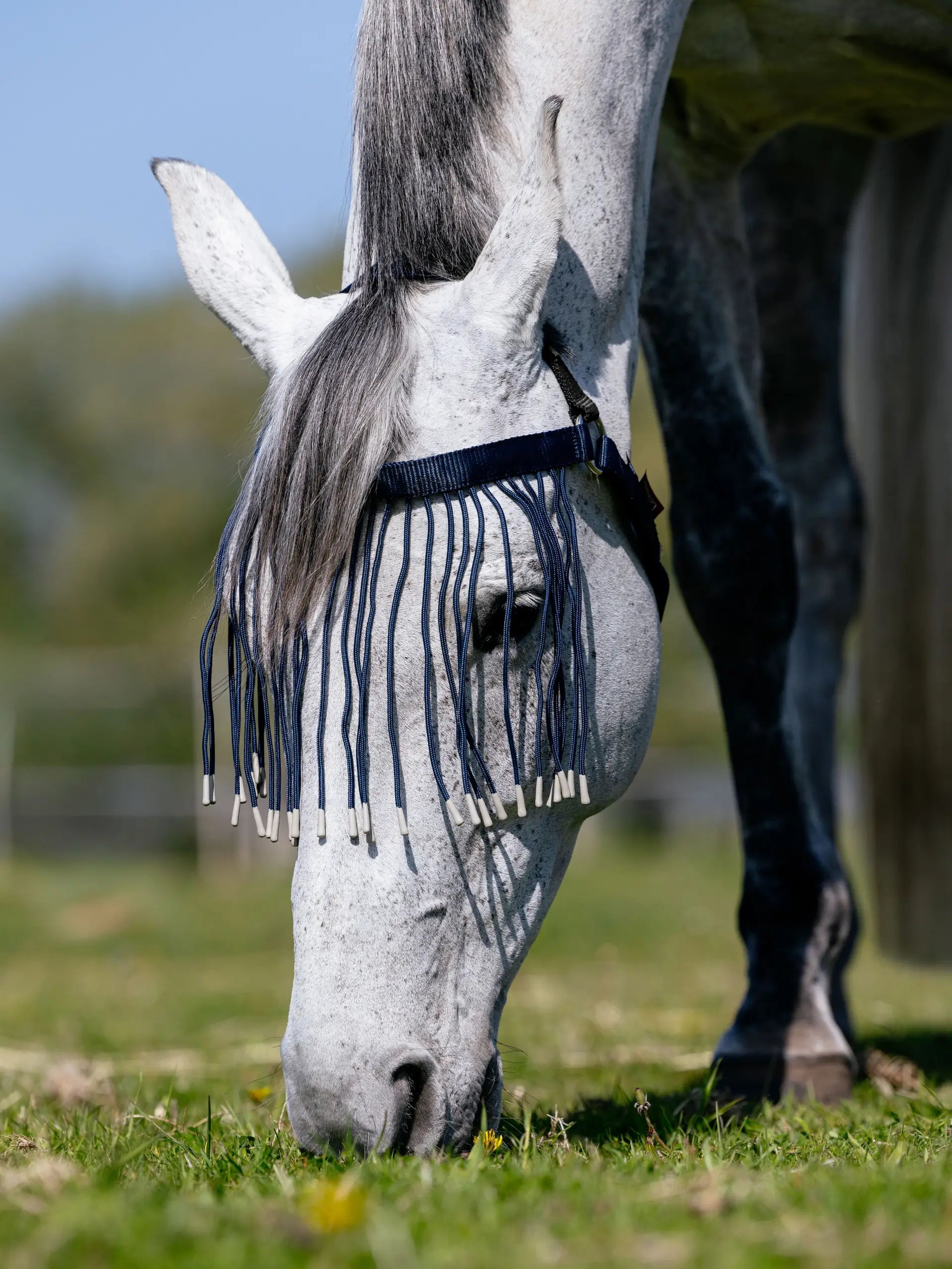 Gray Horse Grazing with LeMieux Fly Fringe Dusk | Horse Fly Mask